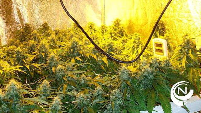 Politie Neteland ontmantelt cannabisplantage met 2.500 planten in onvergunde handcarwash